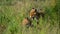 Baby Red Foxes (Vulpes vulpes) playing on green grass