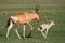 Baby Red Hartebeest Antelope