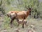 Baby Red Hartebeest Suckling