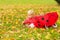 Baby with red umbrella collecting fallen leaves