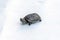 Baby Reeves Turtle, Mauremys reevesii, also known as the Chinese Pond Turtle