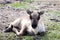 A Baby reindeer rest on the ground in northern Mongolia