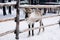 Baby reindeer in a winter forest farm in Lapland. Finland