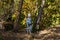 Baby removes foliage with rakes