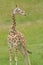 Baby, Reticulated Giraffe Standing