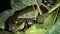 Baby Reticulated Python Python reticulatus at Night