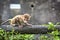 Baby Rhesus Macaque at Kam Shan Country Park, Kowloon, Hong Kong