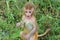 Baby rhesus macaque monkey