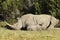 Baby Rhino in African bush