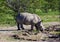 Baby rhino drinking from a water puddle.