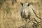 Baby Rhino in grass