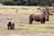 Baby Rhino and its mother