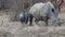 Baby rhino and mother