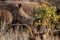 Baby rhino with mother