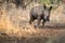 Baby rhino with mother