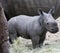 Baby rhino`s close-up in the Savanna