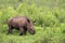 Baby Rhino in South Africa