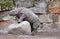 A baby rhino tries to climb a rock