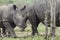 Baby Rhino walks with herd