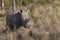 Baby rhinoceros feeding on grass