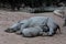 Baby rhinoceros with his mom sleeping