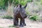 Baby rhinoceros with oxpecker