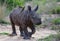 Baby rhinoceros with oxpecker