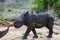 Baby rhinoceros with oxpecker