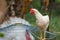 The Baby Rhode Island cock on cage hen in garden at thailand