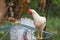 The Baby Rhode Island cock on cage hen in garden at thailand