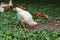 The Baby Rhode Island cock is rest in garden at thailand