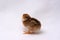 Baby Rhode Island Red Chick