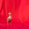 Baby Rhode Island Red stands and poses on red cloth background