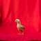 Baby Rhode Island Red stands and poses on red cloth background