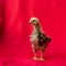 Baby Rhode Island Red stands and poses on red cloth background