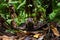 Baby Ring-Tailed Coati (Nasua nasua rufa) looking curiously at camera, taken in Costa Rica