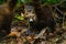 Baby Ring-Tailed Coati Nasua nasua rufa peaking from it`s mothers side