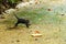 Baby Ring-Tailed Coati (Nasua nasua rufa) running over path, taken in Costa Rica