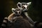 Baby ring-tailed lemur rides on Moms back animal wildlife, AI generated