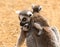 Baby Ring Tailed Lemurs