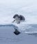 Baby ringed seal rests on ice edge in Arctic