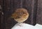 Baby robin, erithacus rubecula, stood on box lid