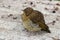 Baby robin, erithacus rubecula, stood on ground