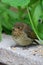 Baby robin, erithacus rubecula, stood on wall
