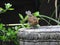 A baby robin in the garden