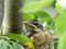 Baby Robin in its Nest Looking Grumpy with a Wild Feather at the Top of its Head