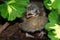 Baby Robin Out of Nest