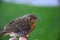Baby Robin perched on hand after first flight from nest.