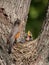 Baby robin screams in hunger