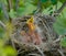 Baby Robins